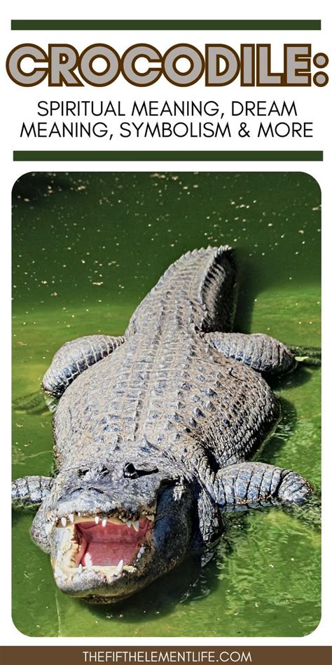 Spiritual Meaning Of Crocodiles In Dreams [Interpretation].